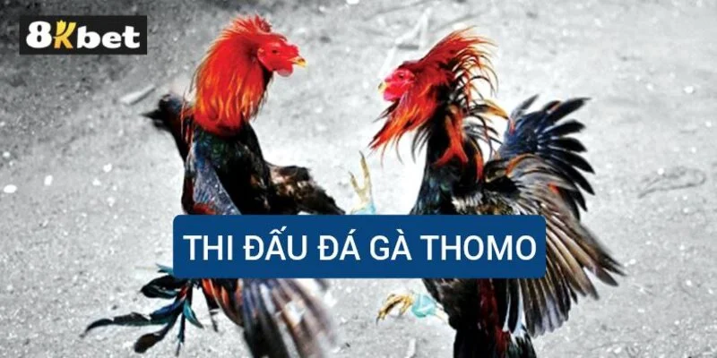 thi-dau-da-ga-thomo