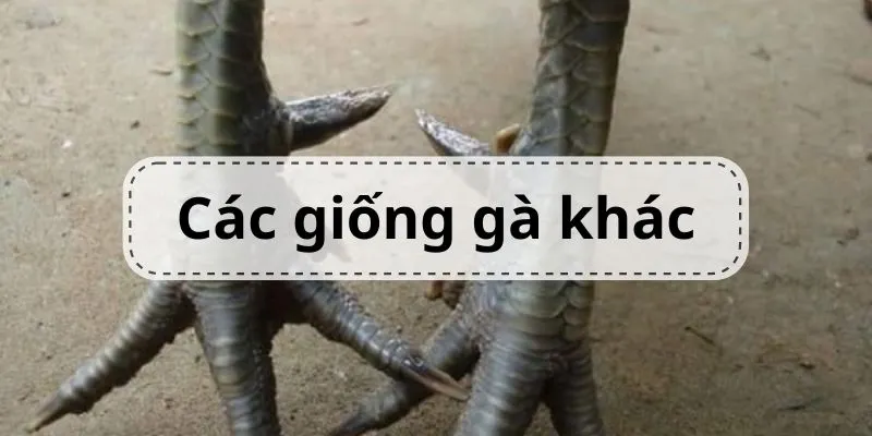 cac-giong-ga-khac-cung-loai