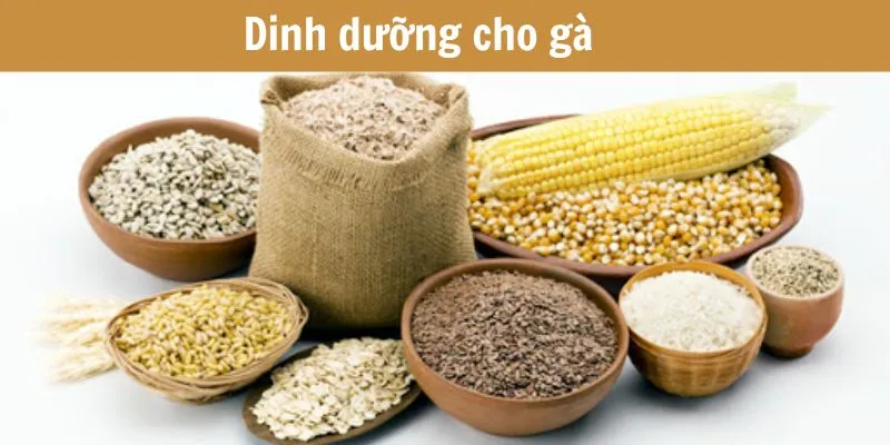 dinh-duong-cho-ga