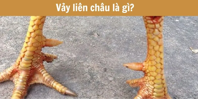 ga-co-vay-lien-chau-la-gi