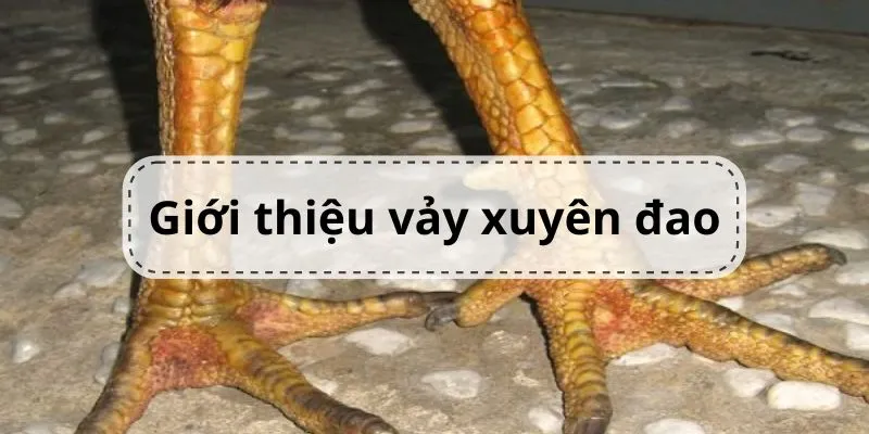 gioi-thieu-vay-xuyen-dao-o-ga